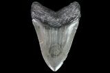Fossil Megalodon Tooth - South Carolina #74076-2